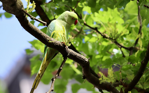 Green parrot and leaves  from Chrome web store to be run with OffiDocs Chromium online