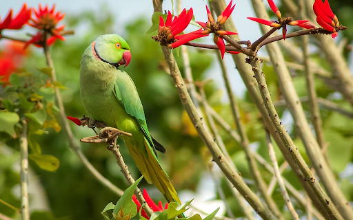 green parrot on red flower tree  from Chrome web store to be run with OffiDocs Chromium online