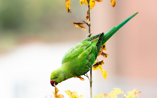 Green parrot on yellow leaf branch  from Chrome web store to be run with OffiDocs Chromium online
