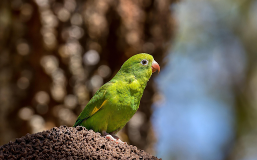 Green Parrot Perch  from Chrome web store to be run with OffiDocs Chromium online