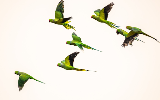 Green parrots  from Chrome web store to be run with OffiDocs Chromium online
