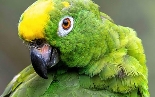 GREEN PARROT Theme  from Chrome web store to be run with OffiDocs Chromium online