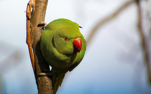 Green Parrot with Red Beak  from Chrome web store to be run with OffiDocs Chromium online