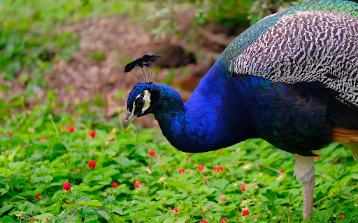 Green peacock and red flowers  from Chrome web store to be run with OffiDocs Chromium online