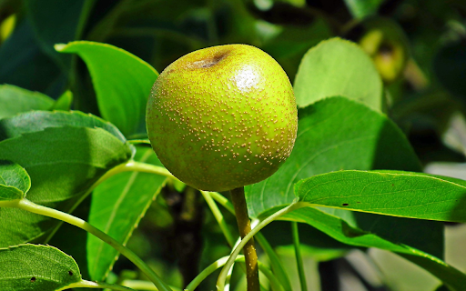 green pear  from Chrome web store to be run with OffiDocs Chromium online