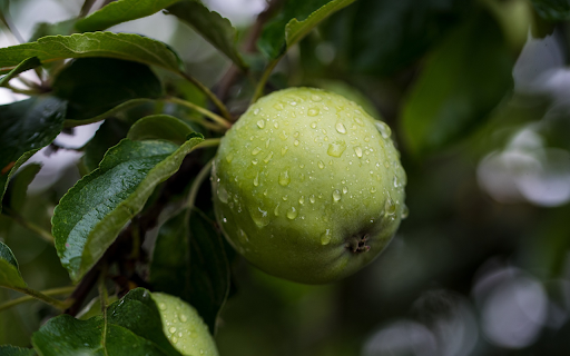 Green persimmon  from Chrome web store to be run with OffiDocs Chromium online