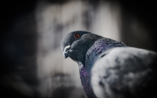 Green pigeon  from Chrome web store to be run with OffiDocs Chromium online