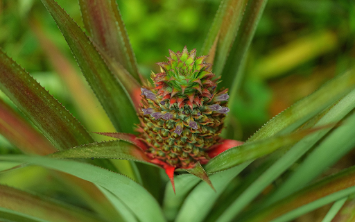 Green Pineapple Tree  from Chrome web store to be run with OffiDocs Chromium online