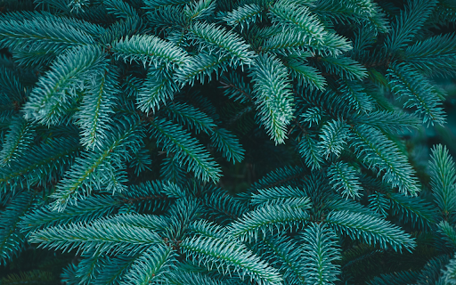 Green pine branches  from Chrome web store to be run with OffiDocs Chromium online