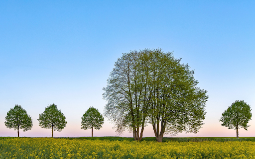 Green plants in the mustard garden  from Chrome web store to be run with OffiDocs Chromium online