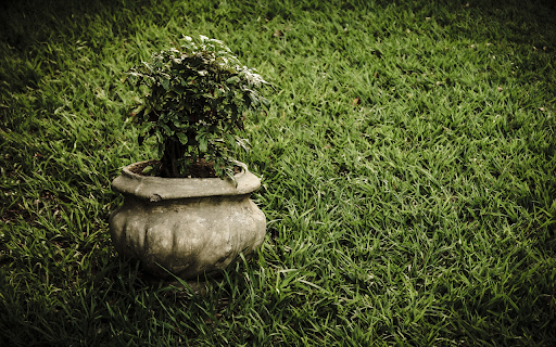 Green potted plants on the grass garden  from Chrome web store to be run with OffiDocs Chromium online