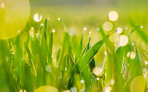 Green Rice in the Sun  from Chrome web store to be run with OffiDocs Chromium online