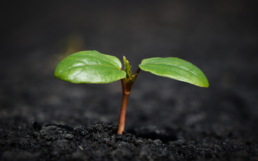 Green sprouts  from Chrome web store to be run with OffiDocs Chromium online