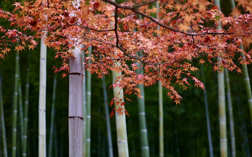 Green stem and red leaves  from Chrome web store to be run with OffiDocs Chromium online