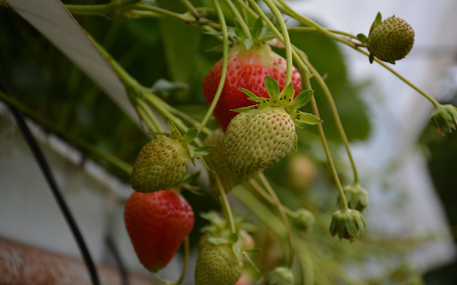 Green strawberries  from Chrome web store to be run with OffiDocs Chromium online