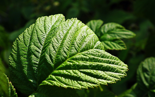 Green strawberry leaf  from Chrome web store to be run with OffiDocs Chromium online