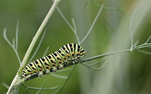 Green striped worm  from Chrome web store to be run with OffiDocs Chromium online
