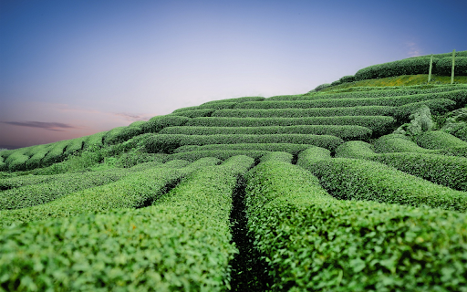 Green tea hill  from Chrome web store to be run with OffiDocs Chromium online