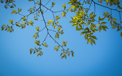Green tree branches  from Chrome web store to be run with OffiDocs Chromium online