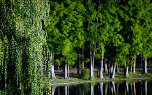 Green trees and weeping willows  from Chrome web store to be run with OffiDocs Chromium online