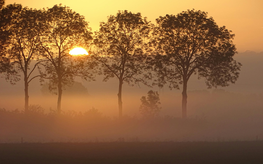 Green Trees during Golden Hour  from Chrome web store to be run with OffiDocs Chromium online