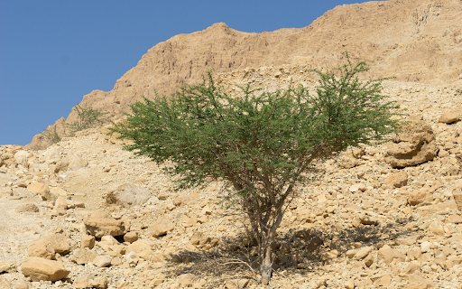 Green trees in the desert  from Chrome web store to be run with OffiDocs Chromium online