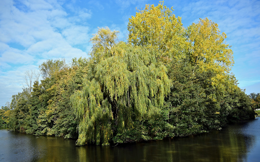 Green trees in the middle of the lake  from Chrome web store to be run with OffiDocs Chromium online