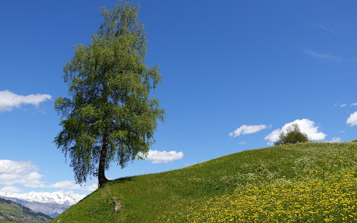 Green trees on flower hill  from Chrome web store to be run with OffiDocs Chromium online