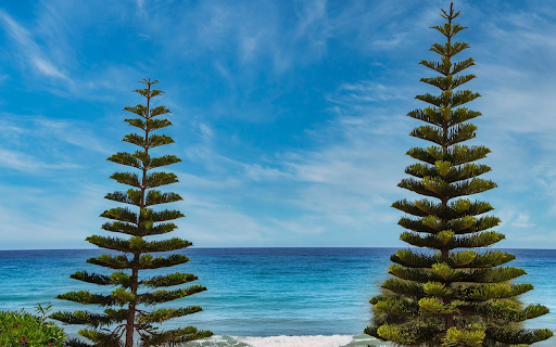 Green trees on the beach  from Chrome web store to be run with OffiDocs Chromium online