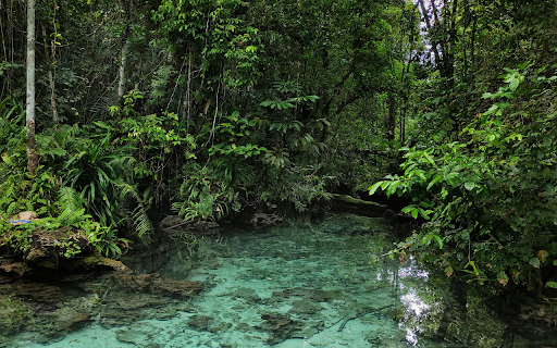 Green Trees with River in Rain Forest  from Chrome web store to be run with OffiDocs Chromium online
