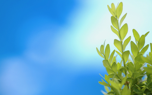Green tree tops under blue sky  from Chrome web store to be run with OffiDocs Chromium online