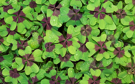 Green vegetable garden  from Chrome web store to be run with OffiDocs Chromium online