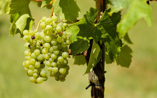 Green vine  from Chrome web store to be run with OffiDocs Chromium online