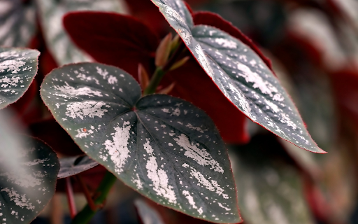 Green white leaves  from Chrome web store to be run with OffiDocs Chromium online