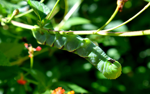 Green worm  from Chrome web store to be run with OffiDocs Chromium online