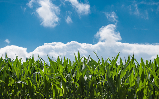 Green young corn field  from Chrome web store to be run with OffiDocs Chromium online