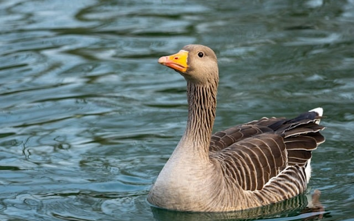GREY GOOSE THEME  from Chrome web store to be run with OffiDocs Chromium online