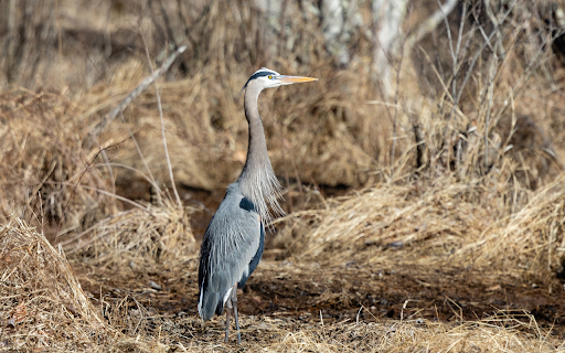 Grey Heron and Dry Grass  from Chrome web store to be run with OffiDocs Chromium online