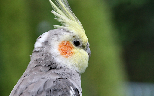 Grey Parrot  from Chrome web store to be run with OffiDocs Chromium online