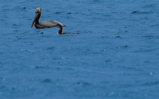 Grey Pelican  from Chrome web store to be run with OffiDocs Chromium online