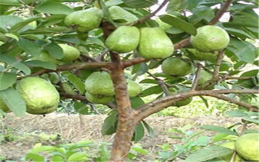 guava tree wallpaper  from Chrome web store to be run with OffiDocs Chromium online