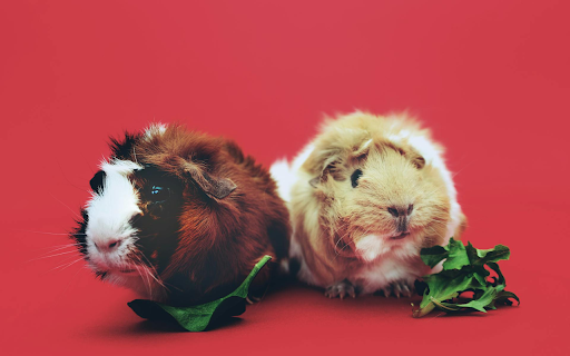 Guinea Pig Duo Theme  from Chrome web store to be run with OffiDocs Chromium online