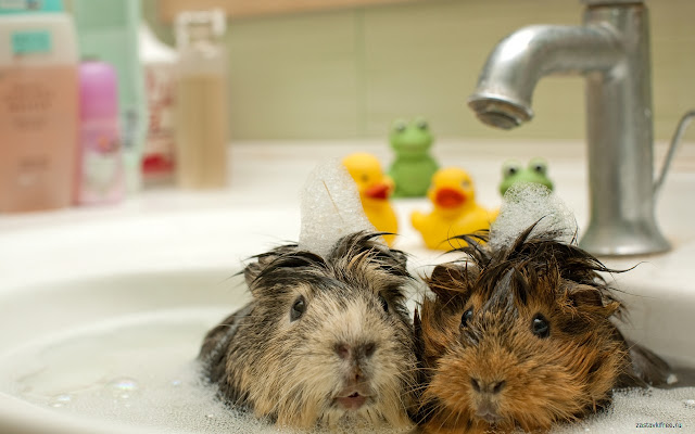 Guinea Pigs  from Chrome web store to be run with OffiDocs Chromium online