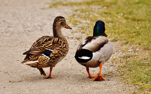 Hai con vịt  from Chrome web store to be run with OffiDocs Chromium online