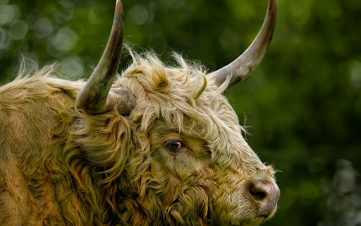 Hairy cows  from Chrome web store to be run with OffiDocs Chromium online
