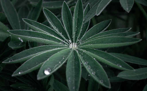 Hairy Leaves  from Chrome web store to be run with OffiDocs Chromium online