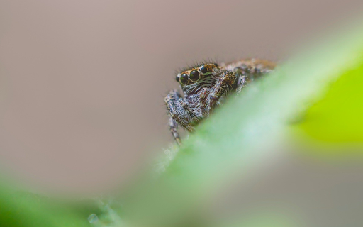 Hairy Spider  from Chrome web store to be run with OffiDocs Chromium online