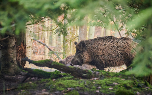 Hairy wild boar  from Chrome web store to be run with OffiDocs Chromium online