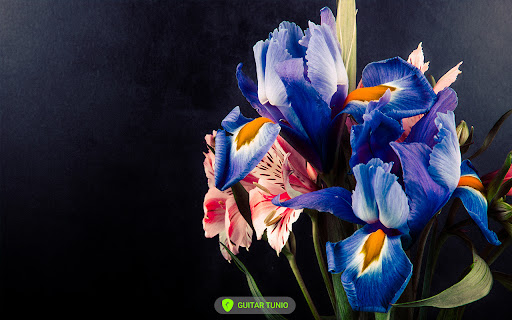 Half Step Down Tuning  from Chrome web store to be run with OffiDocs Chromium online
