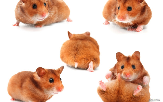 Hamsters  from Chrome web store to be run with OffiDocs Chromium online